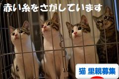 にほんブログ村 猫ブログ 猫 里親募集へ